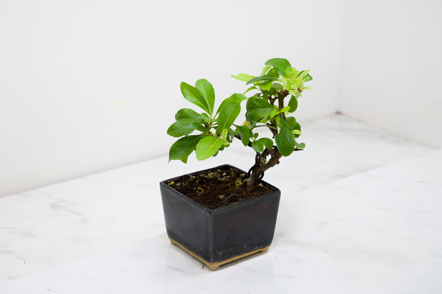 Pyracantha Bonsai Tree