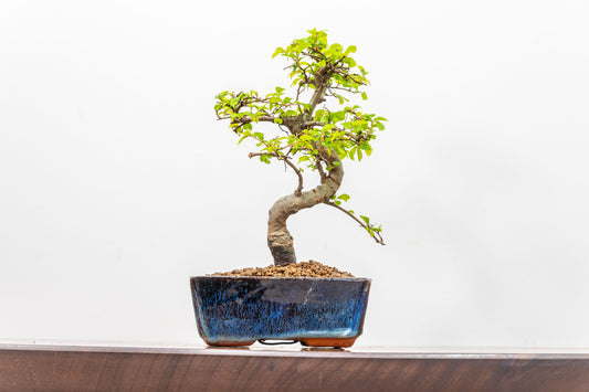 Chinese Elm Bonsai and Care Kit in 15cm Navy Ceramic Pot