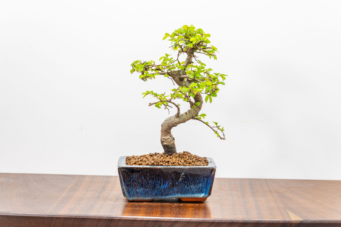 Chinese Elm Bonsai and Care Kit in 15cm Navy Ceramic Pot