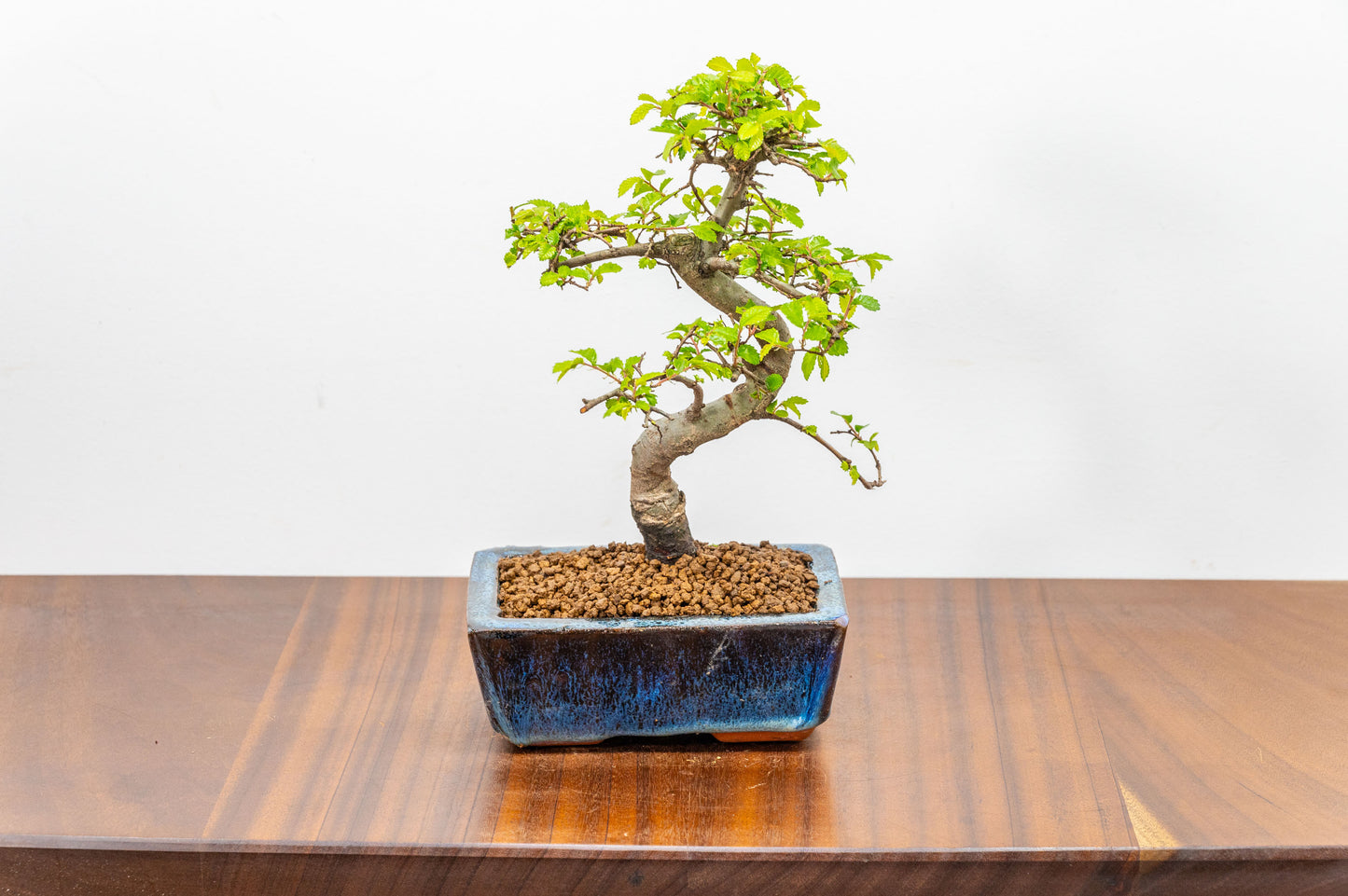 Chinese Elm Bonsai and Care Kit in 15cm Navy Ceramic Pot