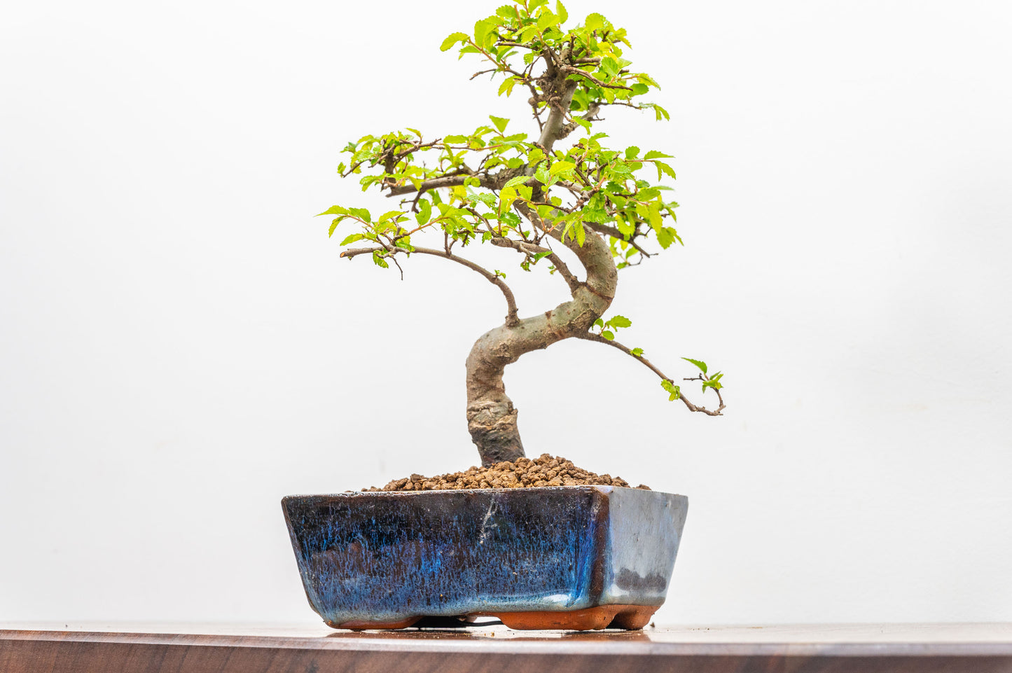 Chinese Elm Bonsai and Care Kit in 15cm Navy Ceramic Pot