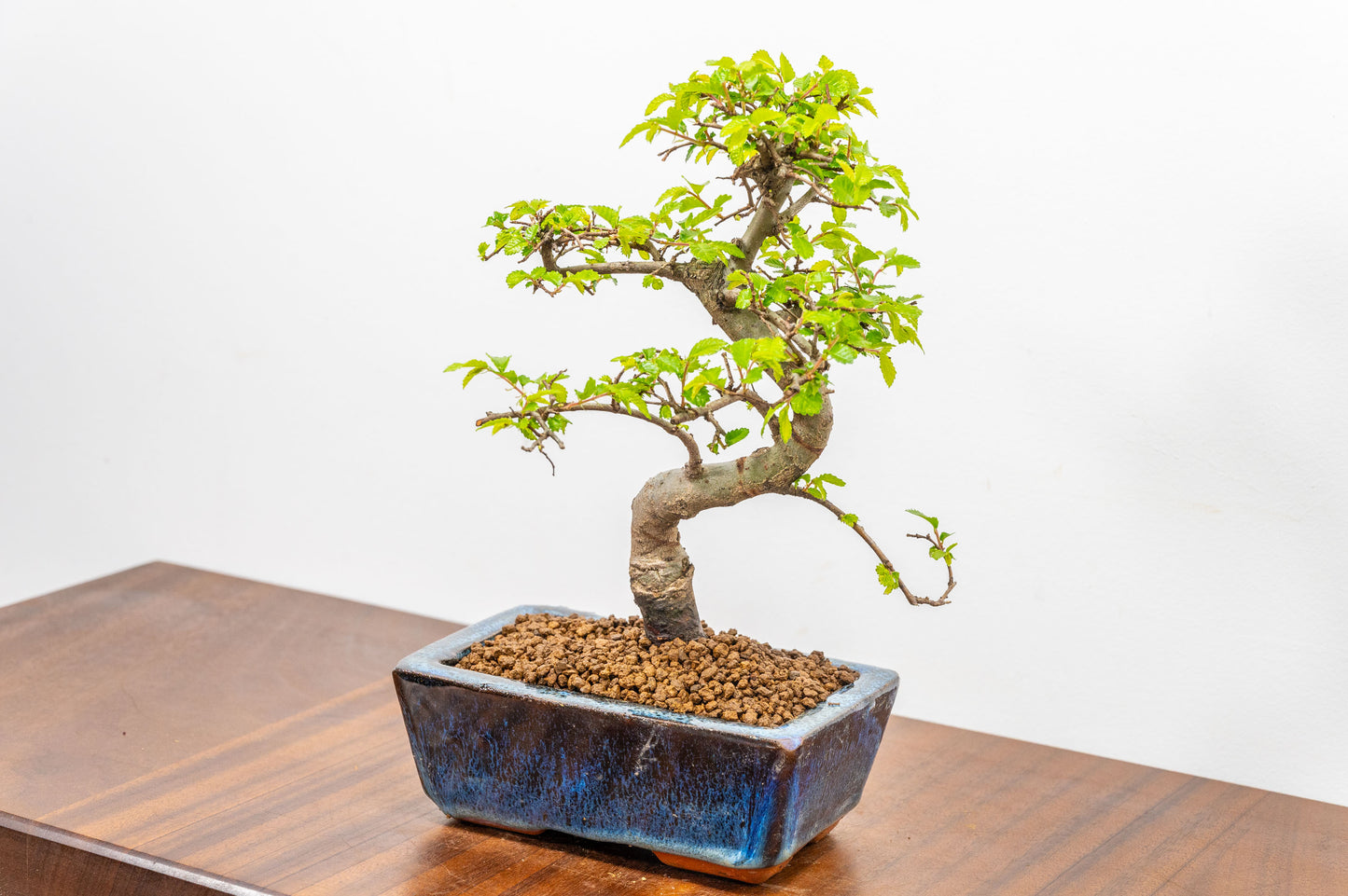 Chinese Elm Bonsai and Care Kit in 15cm Navy Ceramic Pot