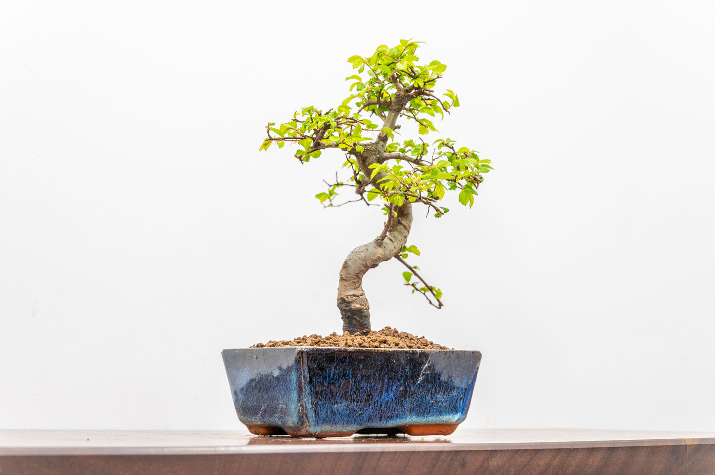 Chinese Elm Bonsai and Care Kit in 15cm Navy Ceramic Pot