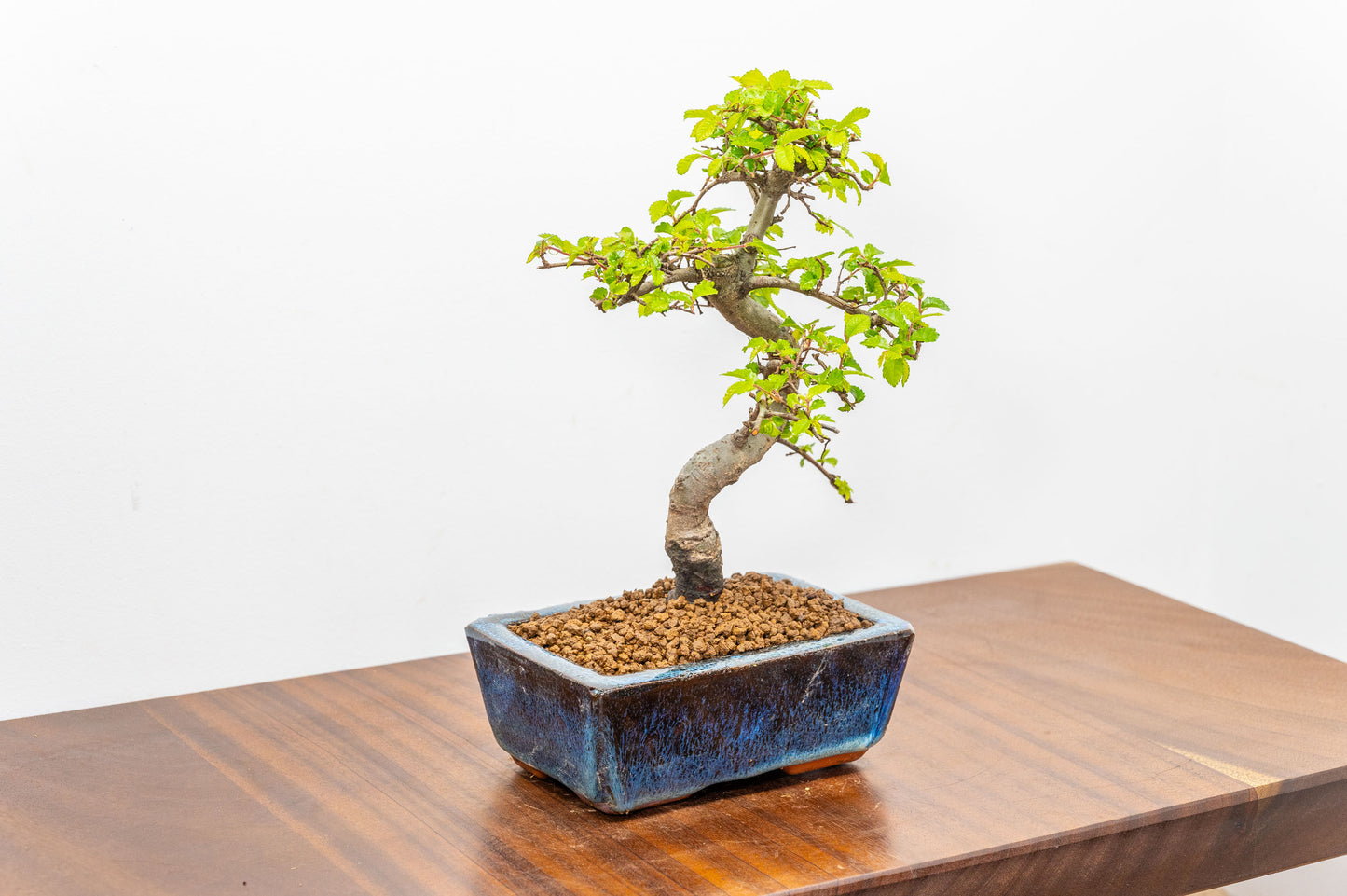 Chinese Elm Bonsai and Care Kit in 15cm Navy Ceramic Pot