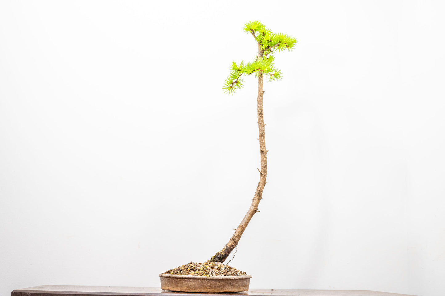 Japanese Larch Bonsai