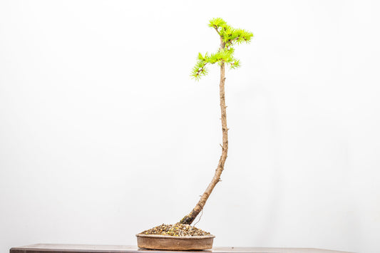Japanese Larch Bonsai