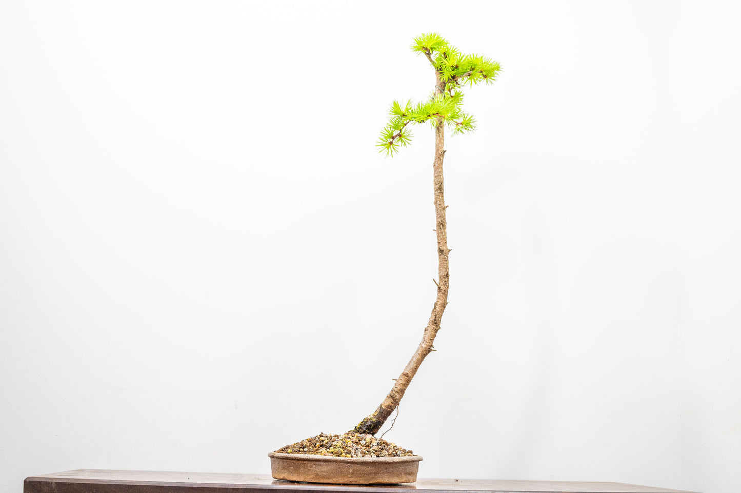 Japanese Larch Bonsai