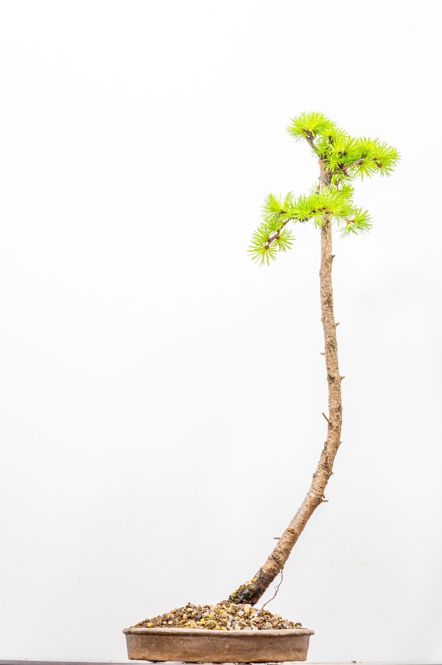 Japanese Larch Bonsai