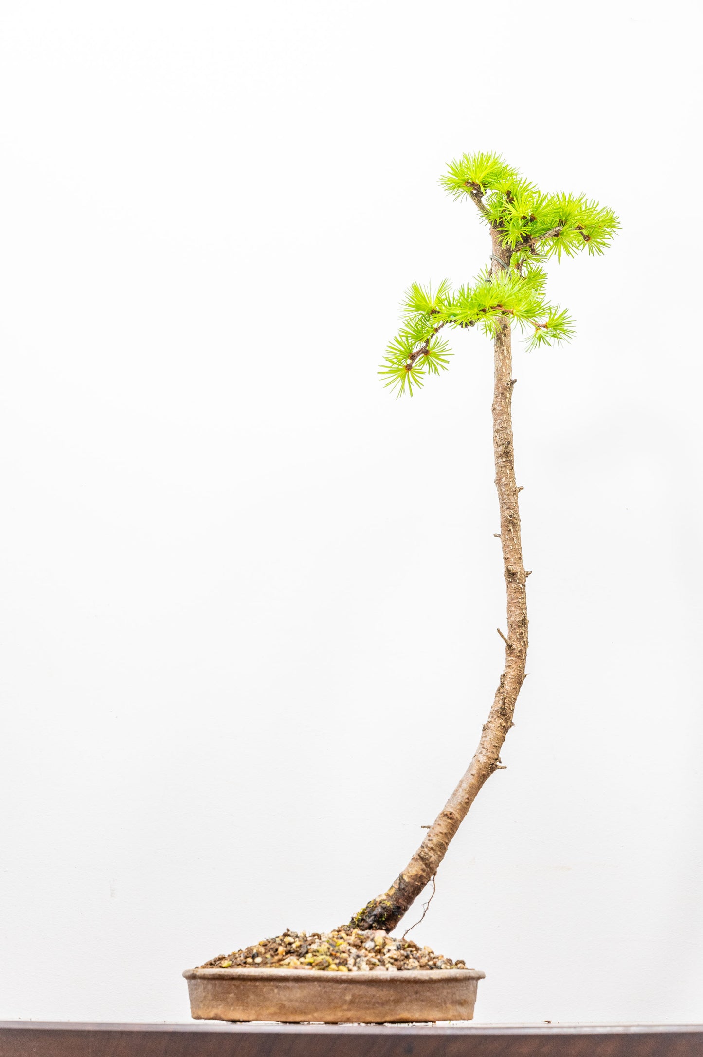 Japanese Larch Bonsai