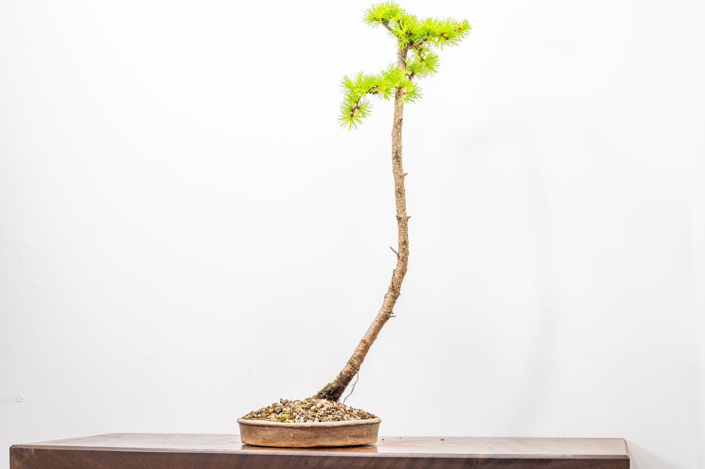 Japanese Larch Bonsai
