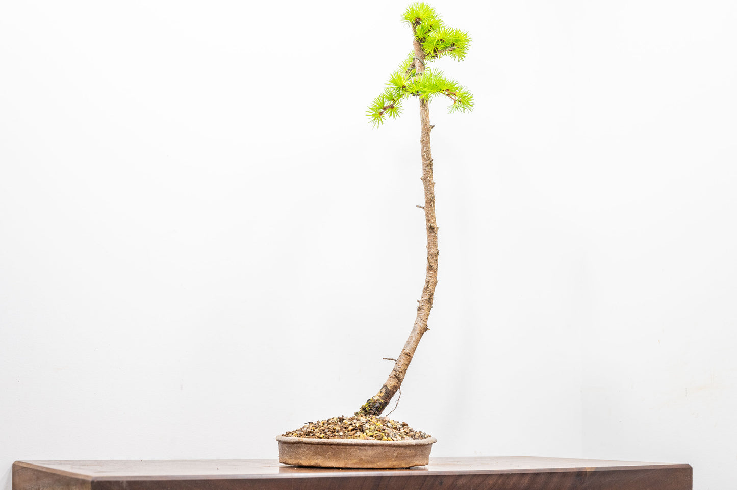 Japanese Larch Bonsai