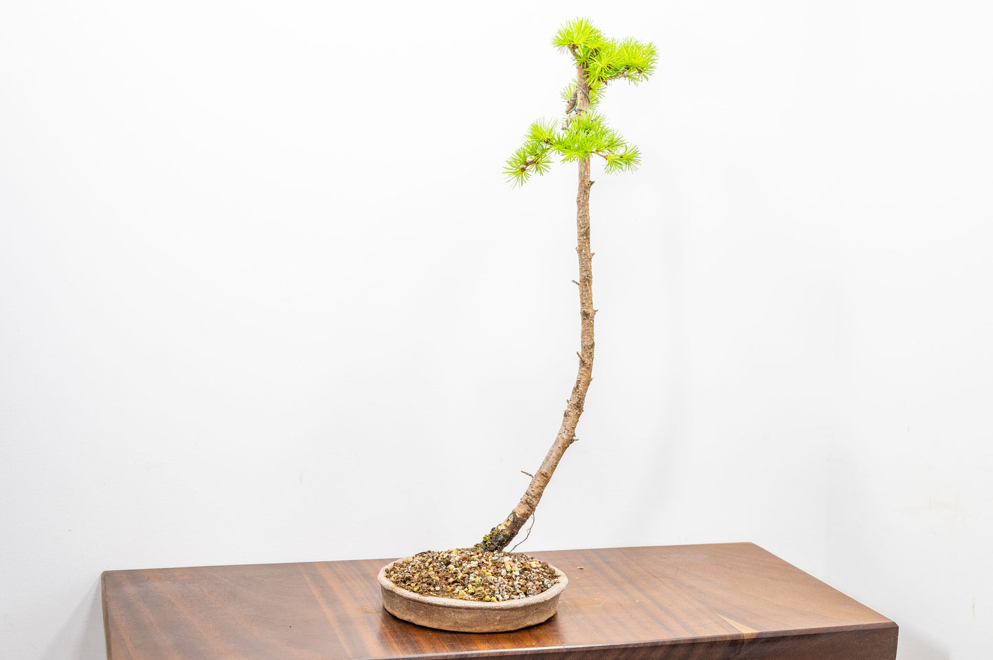 Japanese Larch Bonsai