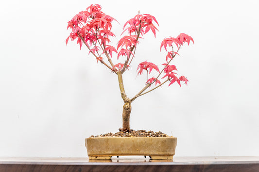 Deshojo Japanese Maple Bonsai+ Care Kit