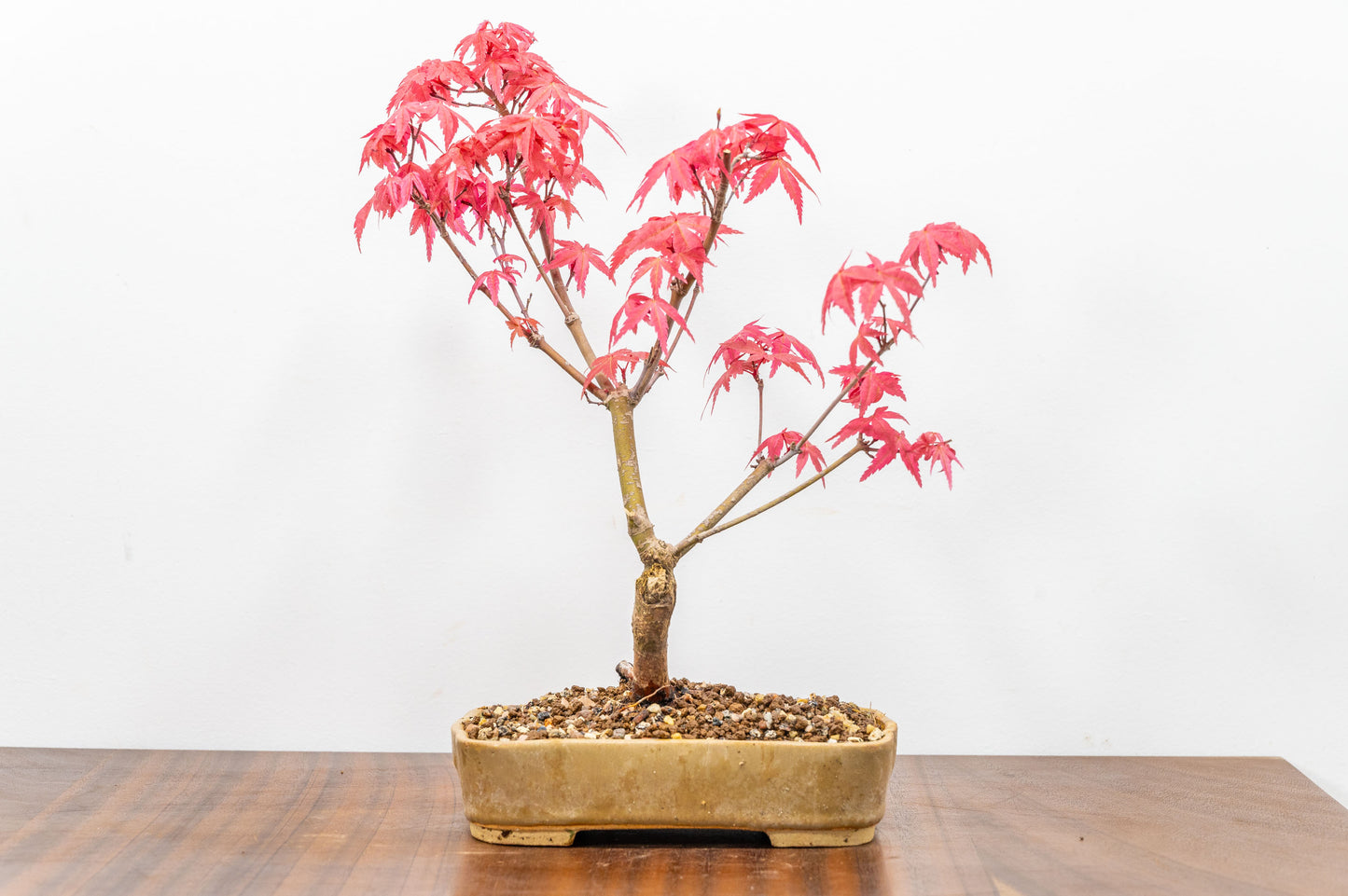 Deshojo Japanese Maple Bonsai+ Care Kit