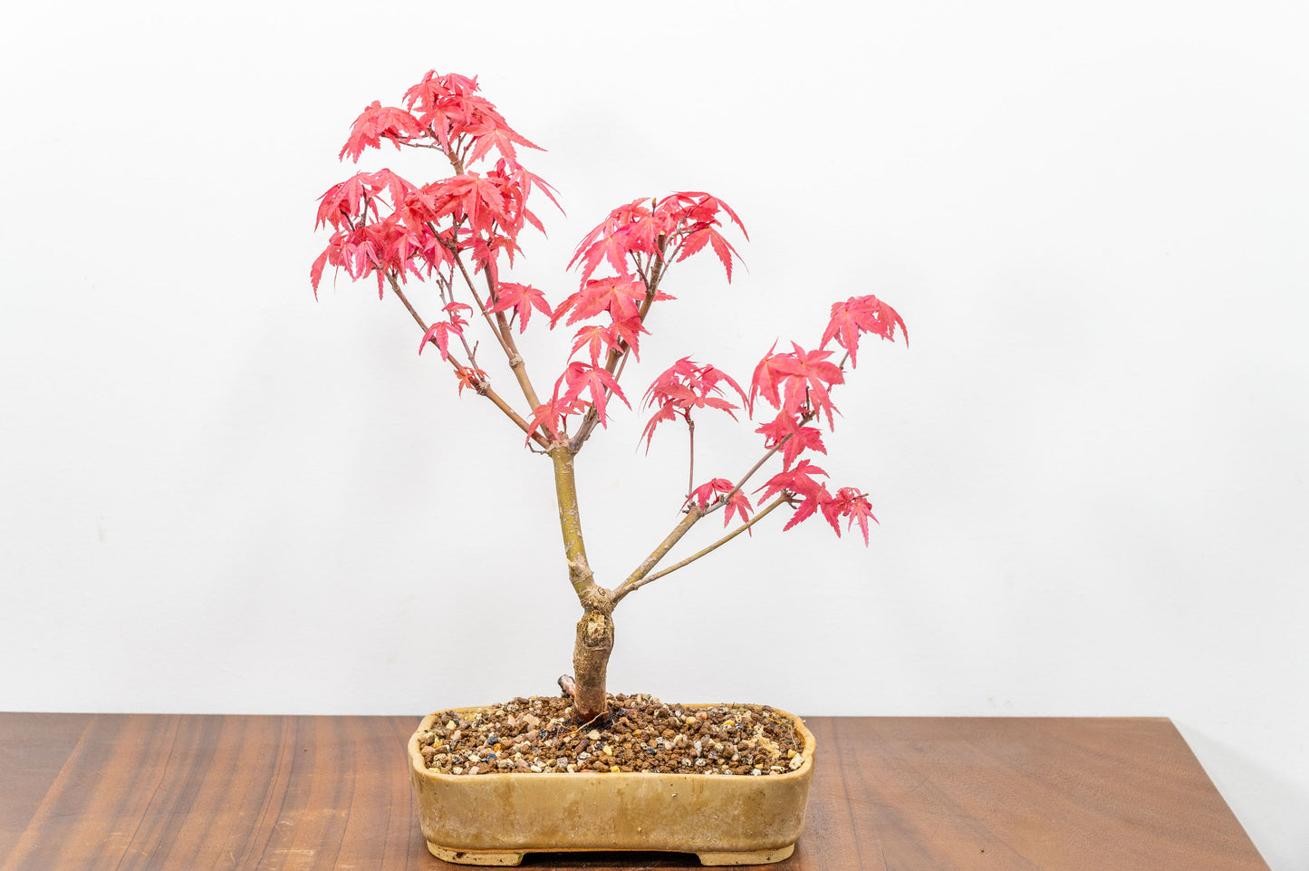 Deshojo Japanese Maple Bonsai+ Care Kit