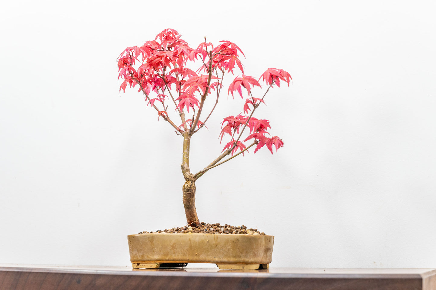 Deshojo Japanese Maple Bonsai+ Care Kit