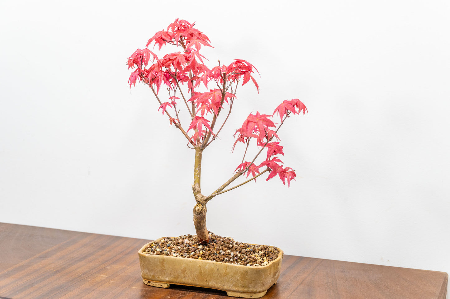 Deshojo Japanese Maple Bonsai+ Care Kit