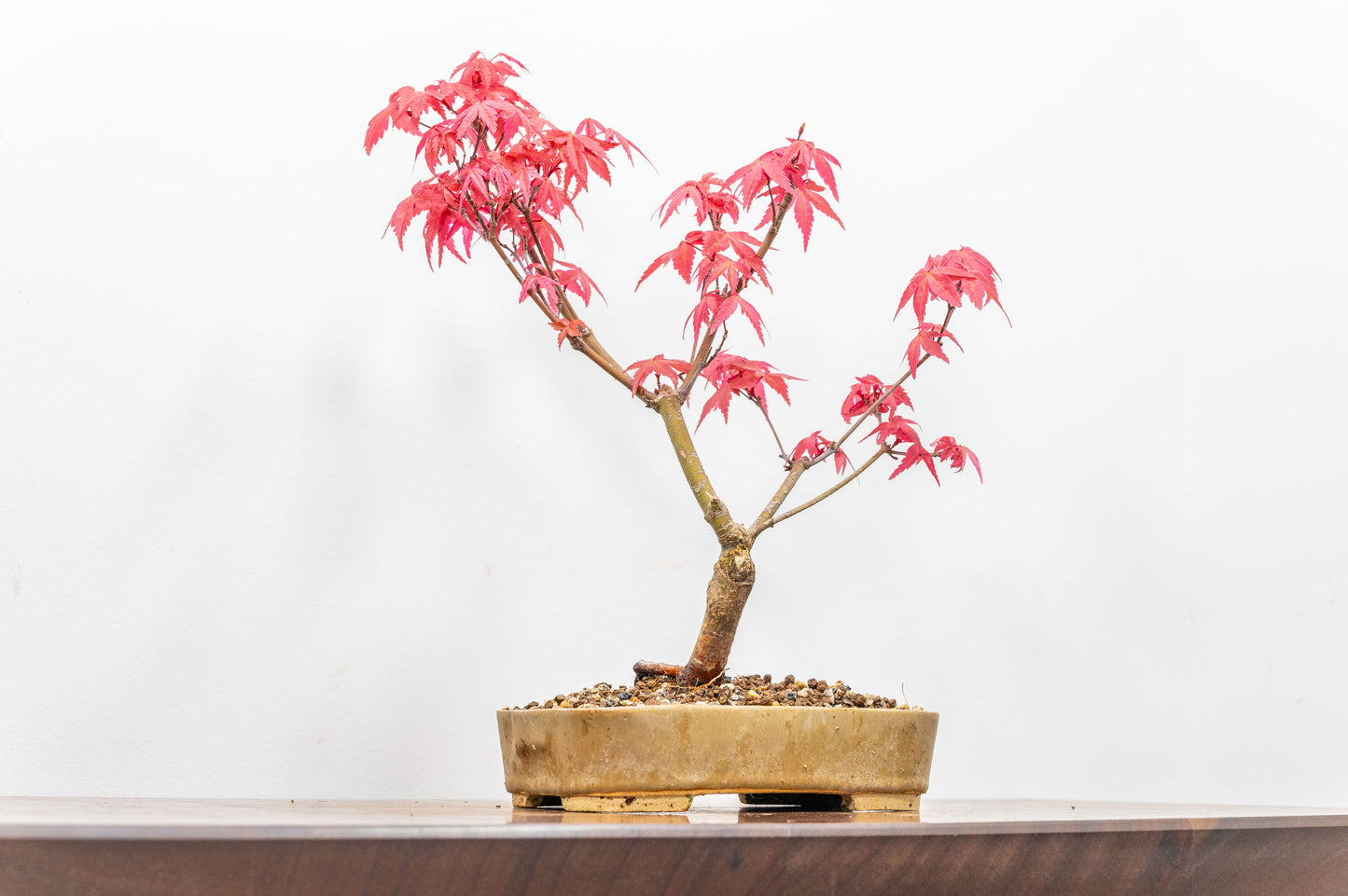 Deshojo Japanese Maple Bonsai+ Care Kit