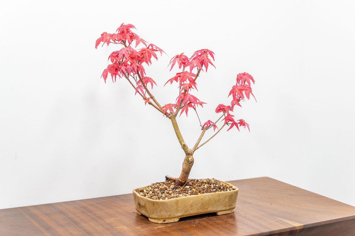 Deshojo Japanese Maple Bonsai+ Care Kit