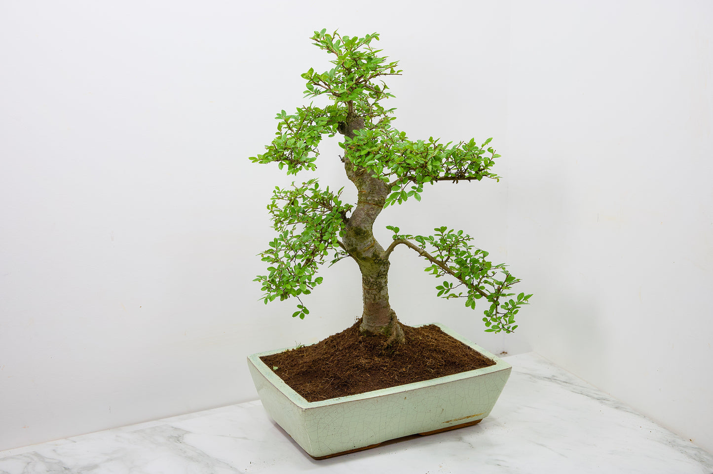 Large Chinese Elm Bonsai in 28cm Cream Pot