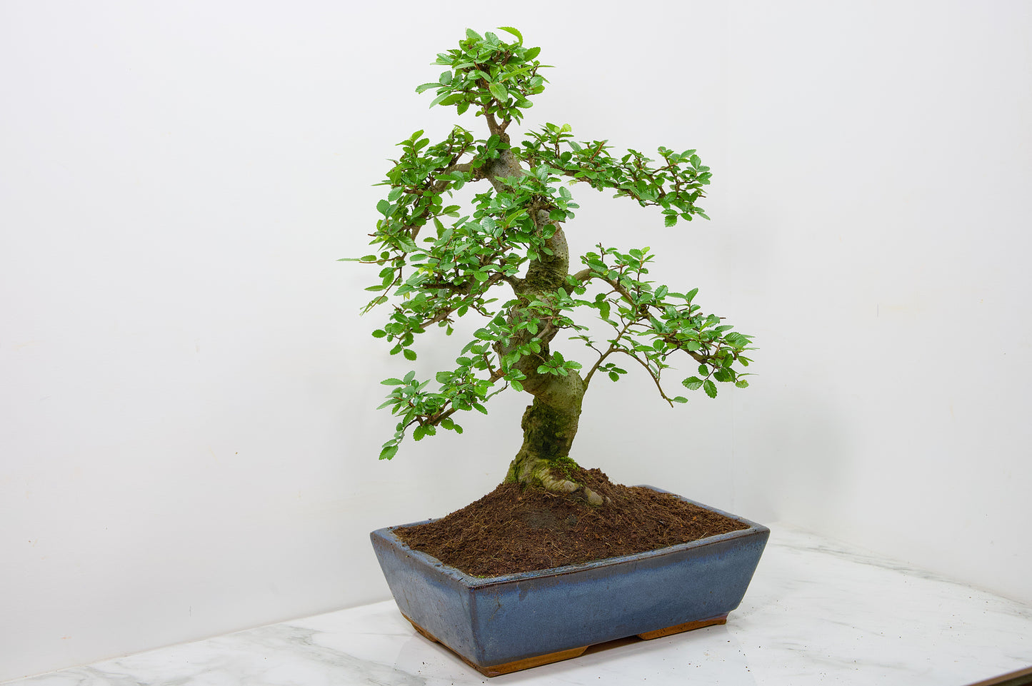 Large Chinese Elm Bonsai in 28cm Navy Pot