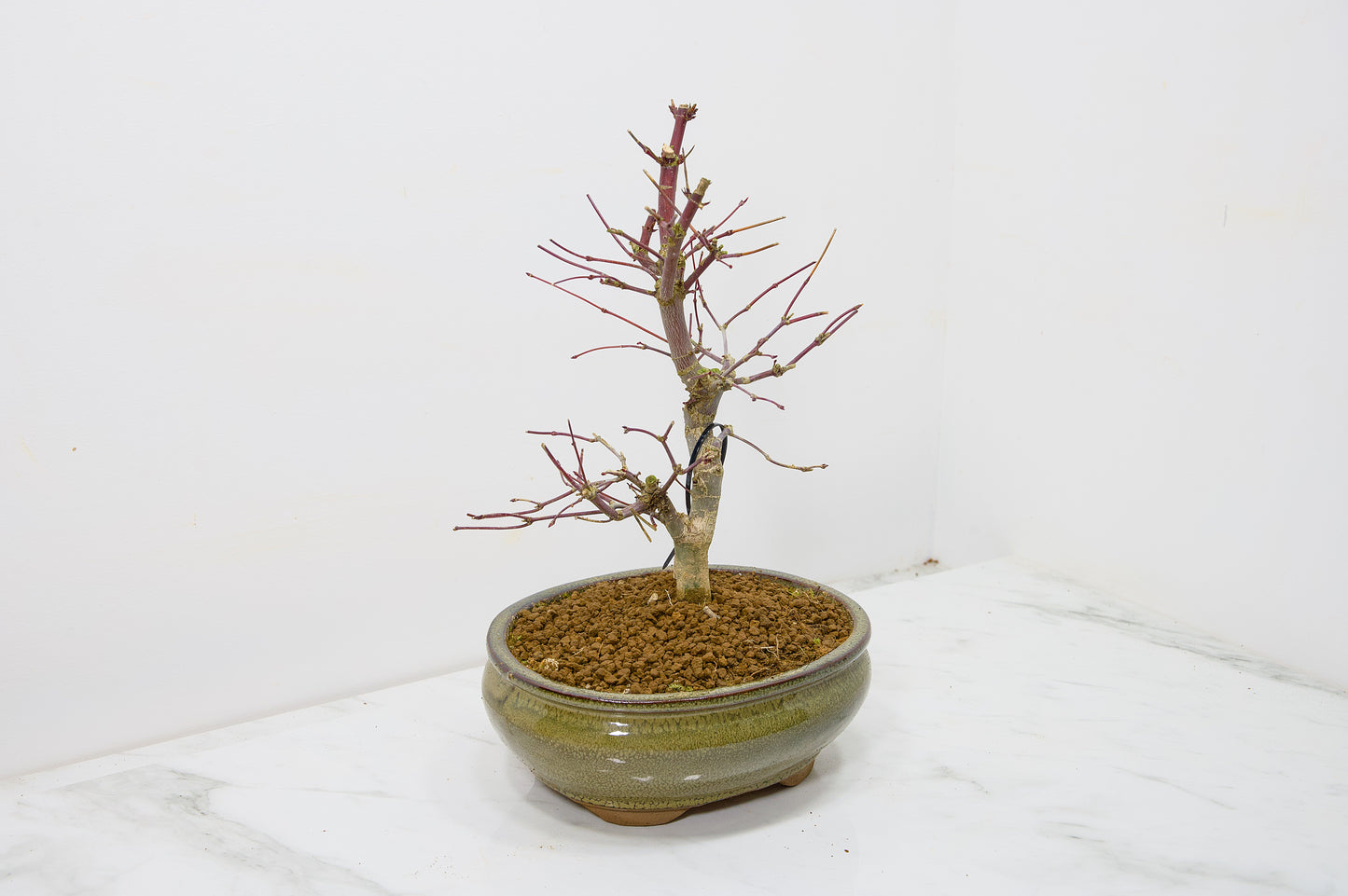Deshojo Japanese Maple Bonsai+ Care Kit