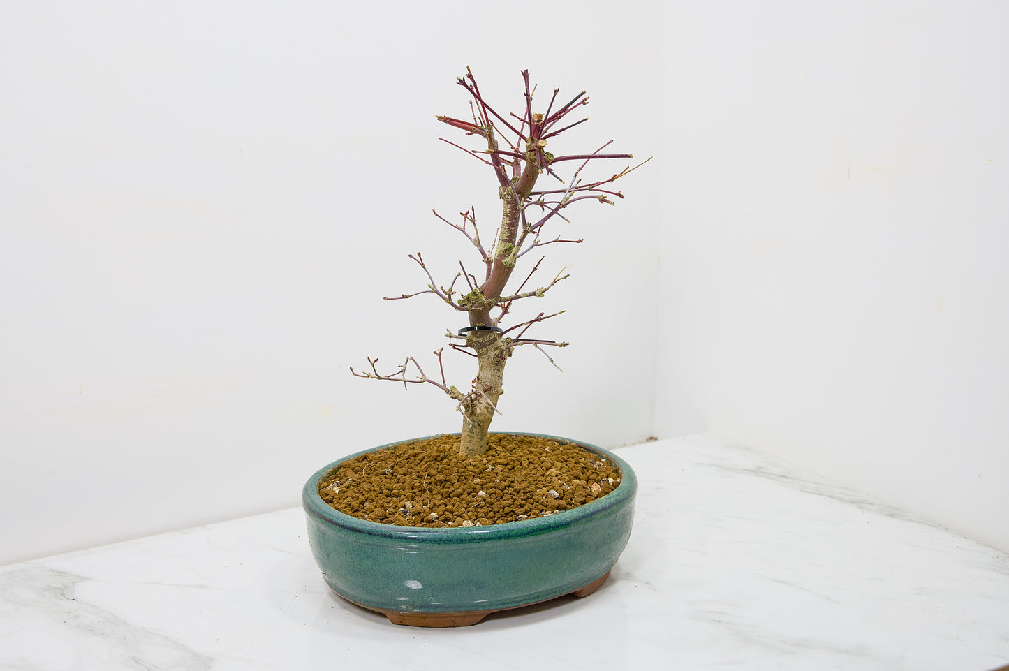 Deshojo Japanese Maple Bonsai+ Care Kit
