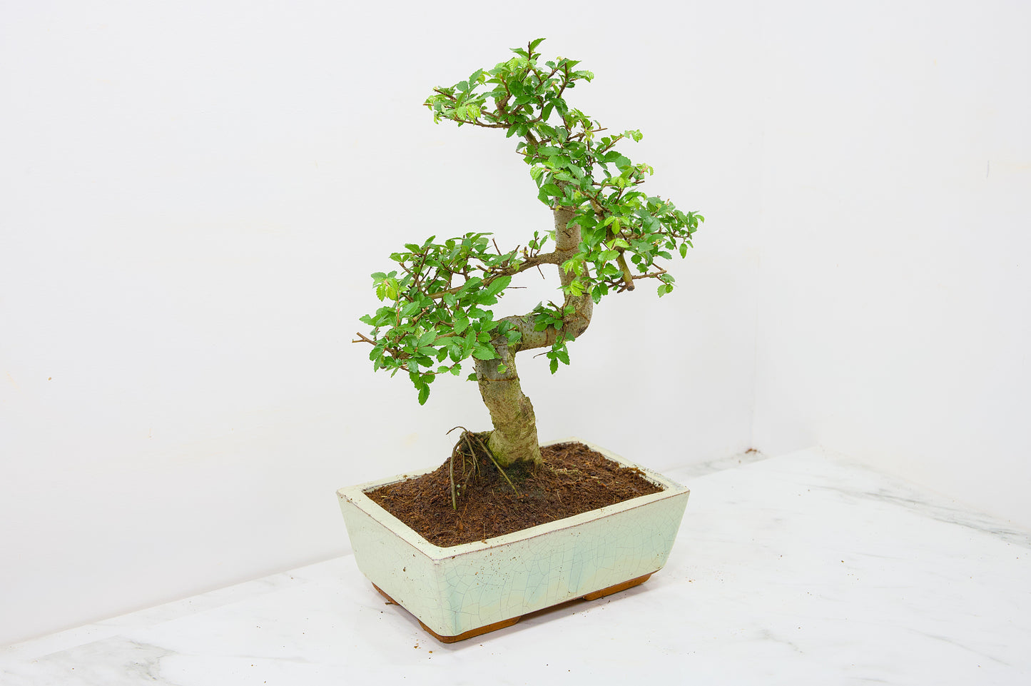 Chinese Elm Bonsai and Care Kit in 18cm Cream Ceramic Pot