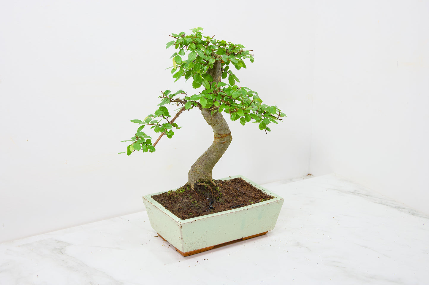 Chinese Elm Bonsai and Care Kit in 18cm Cream Ceramic Pot