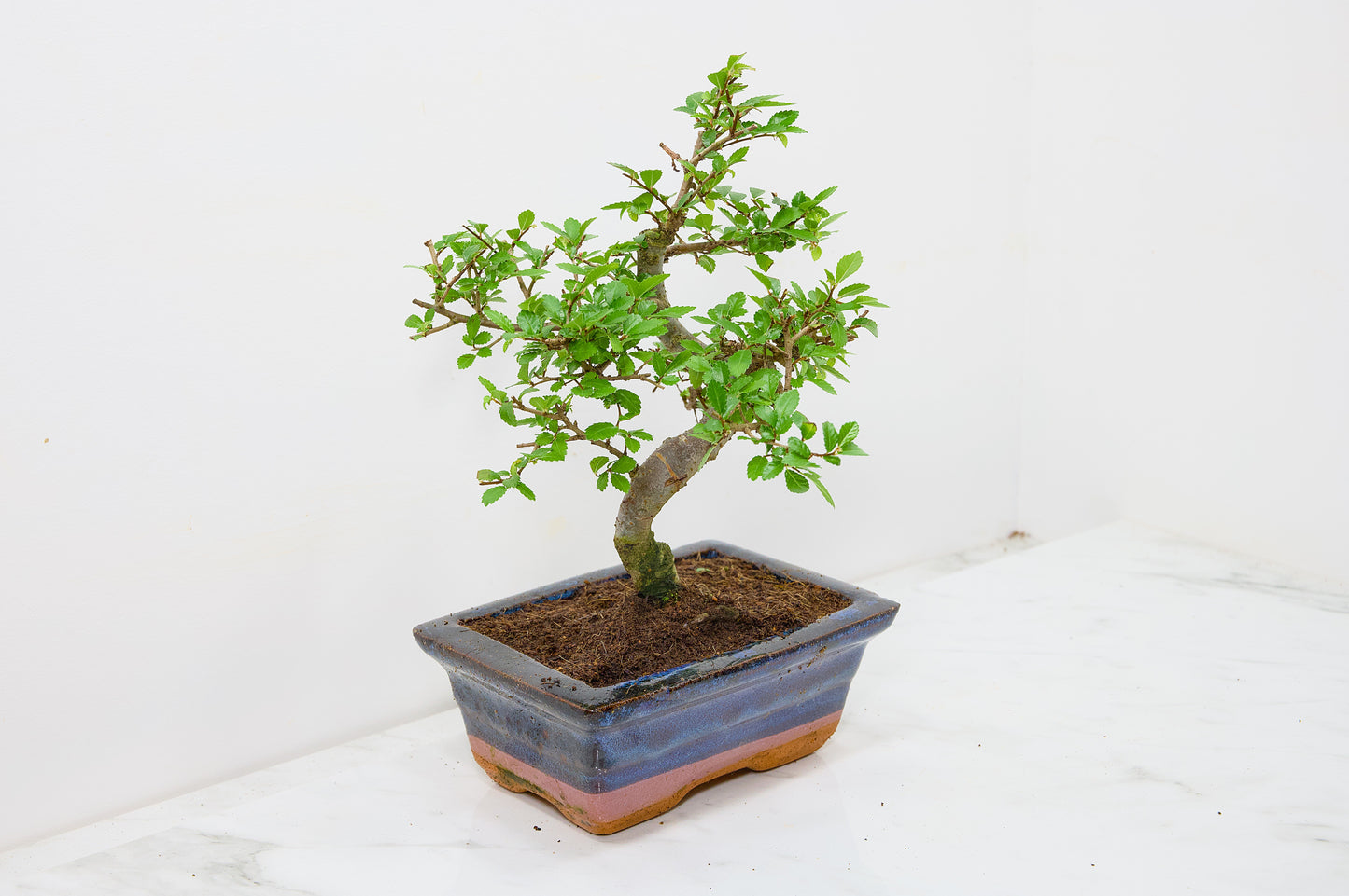 Chinese Elm Bonsai and Care Kit in 15cm Navy Ceramic Pot