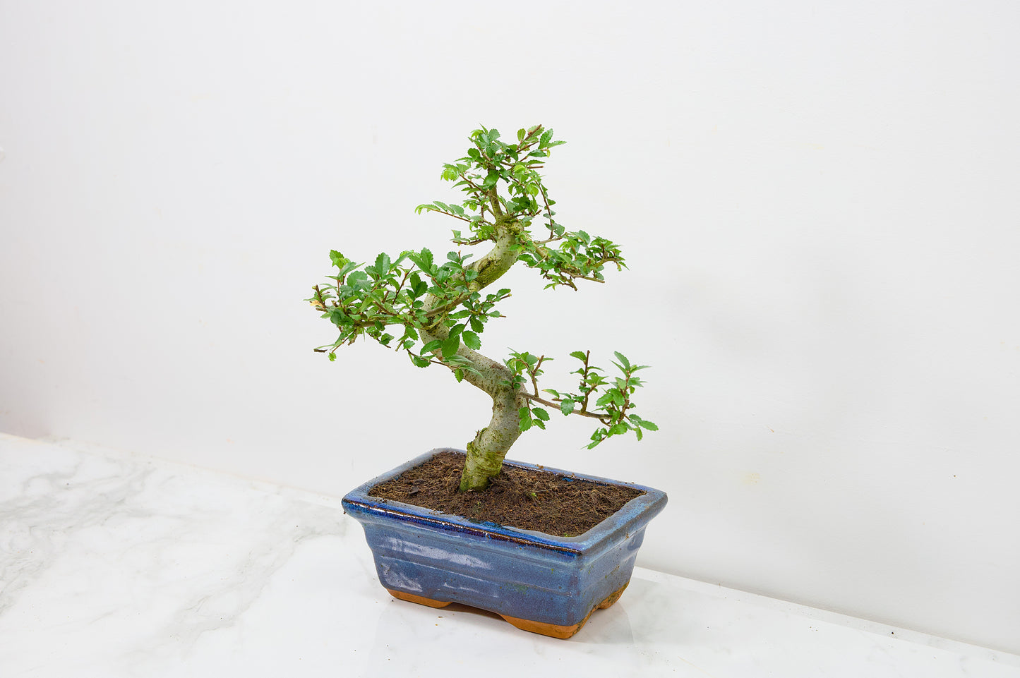 Chinese Elm Bonsai and Care Kit in 15cm Navy Ceramic Pot