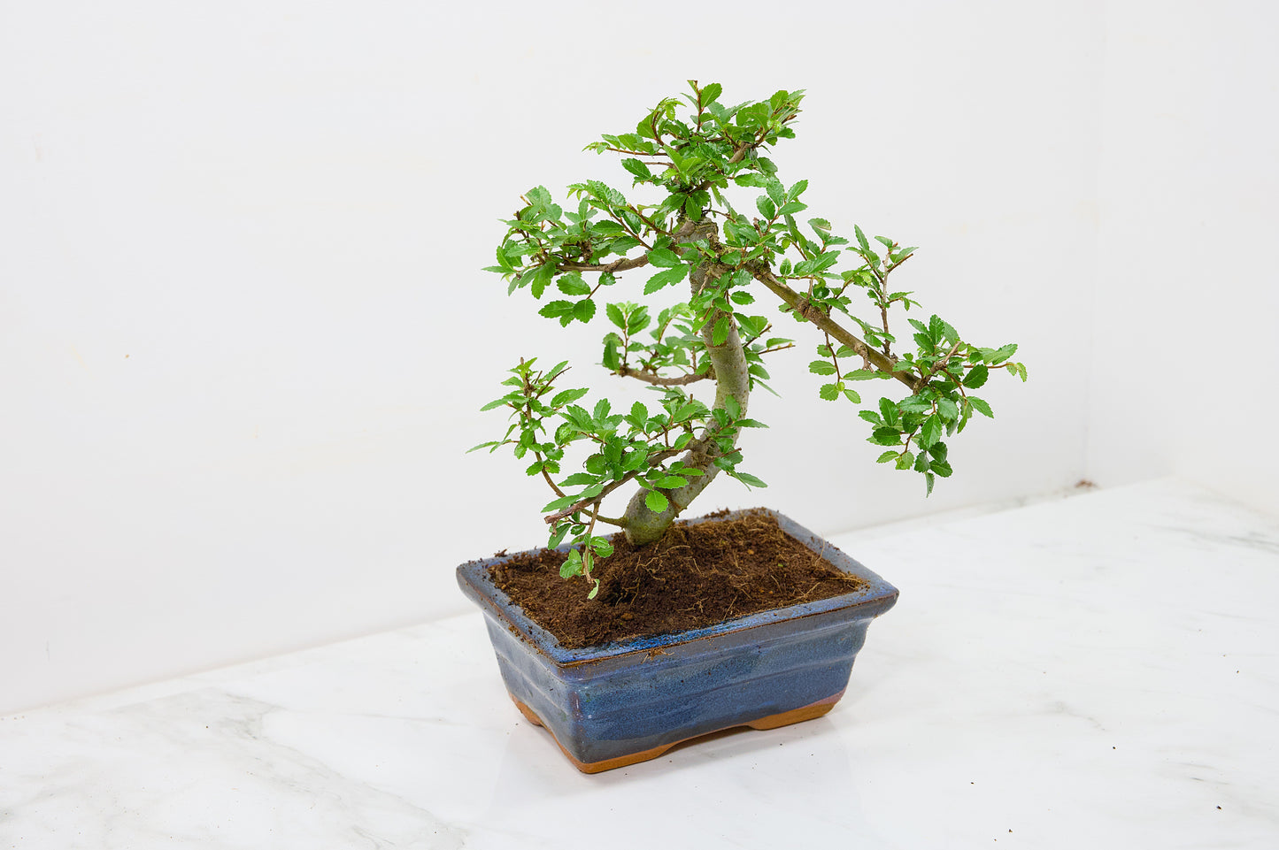Chinese Elm Bonsai and Care Kit in 15cm Navy Ceramic Pot