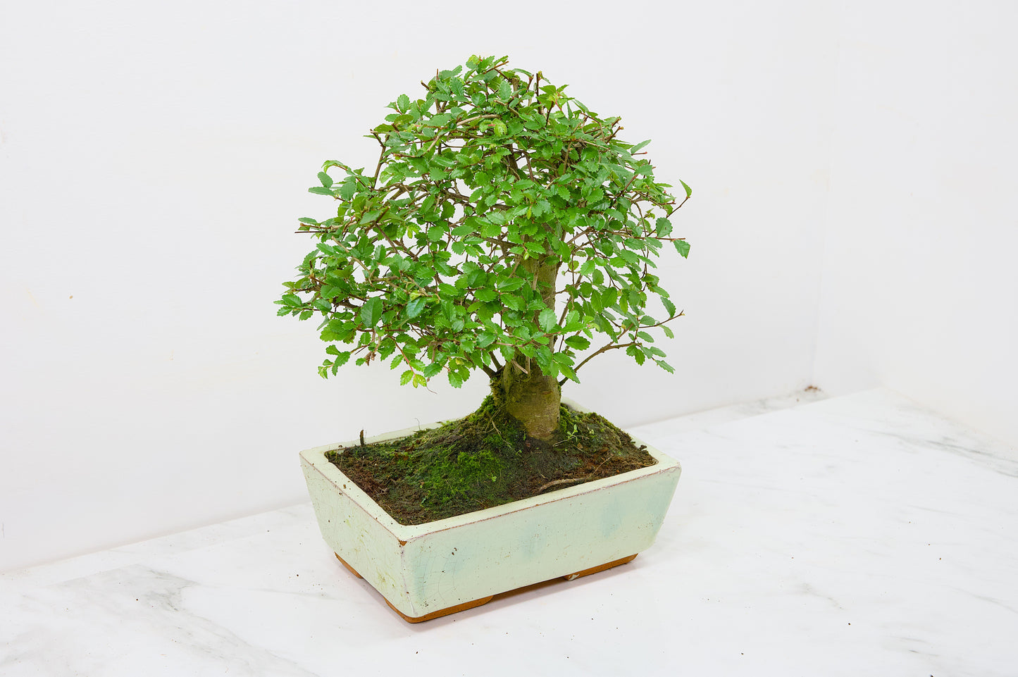 Chinese Elm Bonsai and Care Kit in 18cm Cream Ceramic Pot