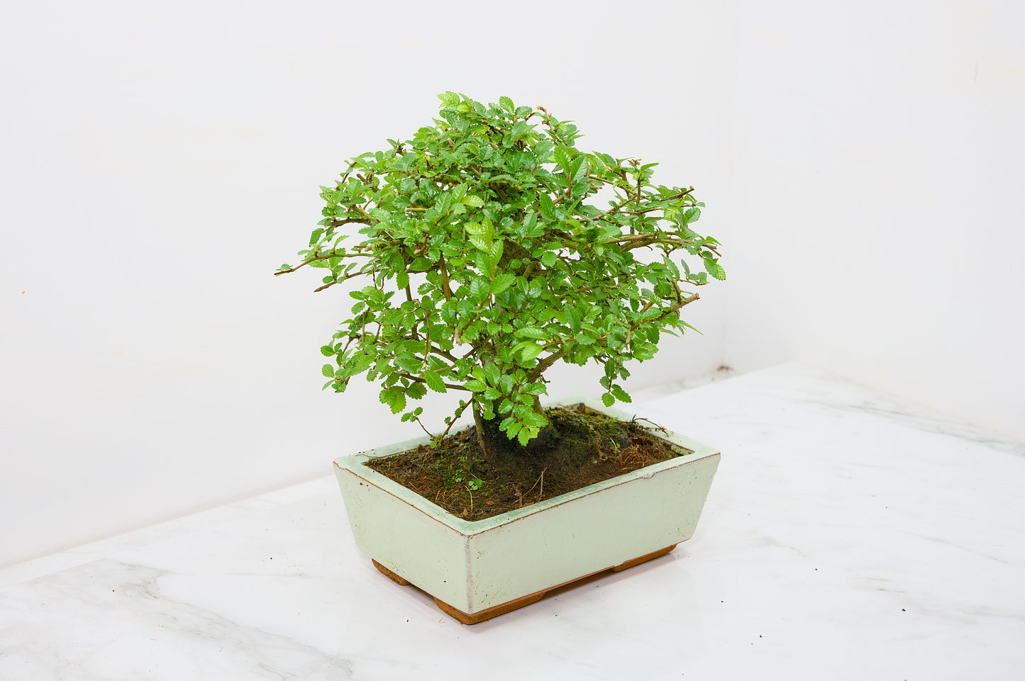 Chinese Elm Bonsai and Care Kit in 18cm Cream Ceramic Pot