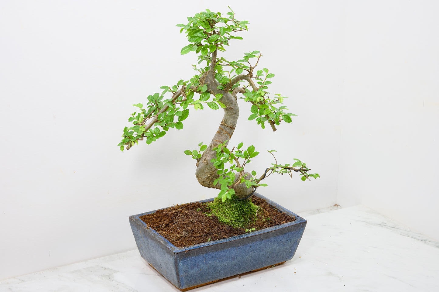 Chinese Elm Bonsai and Care Kit in 25cm Navy Ceramic Pot