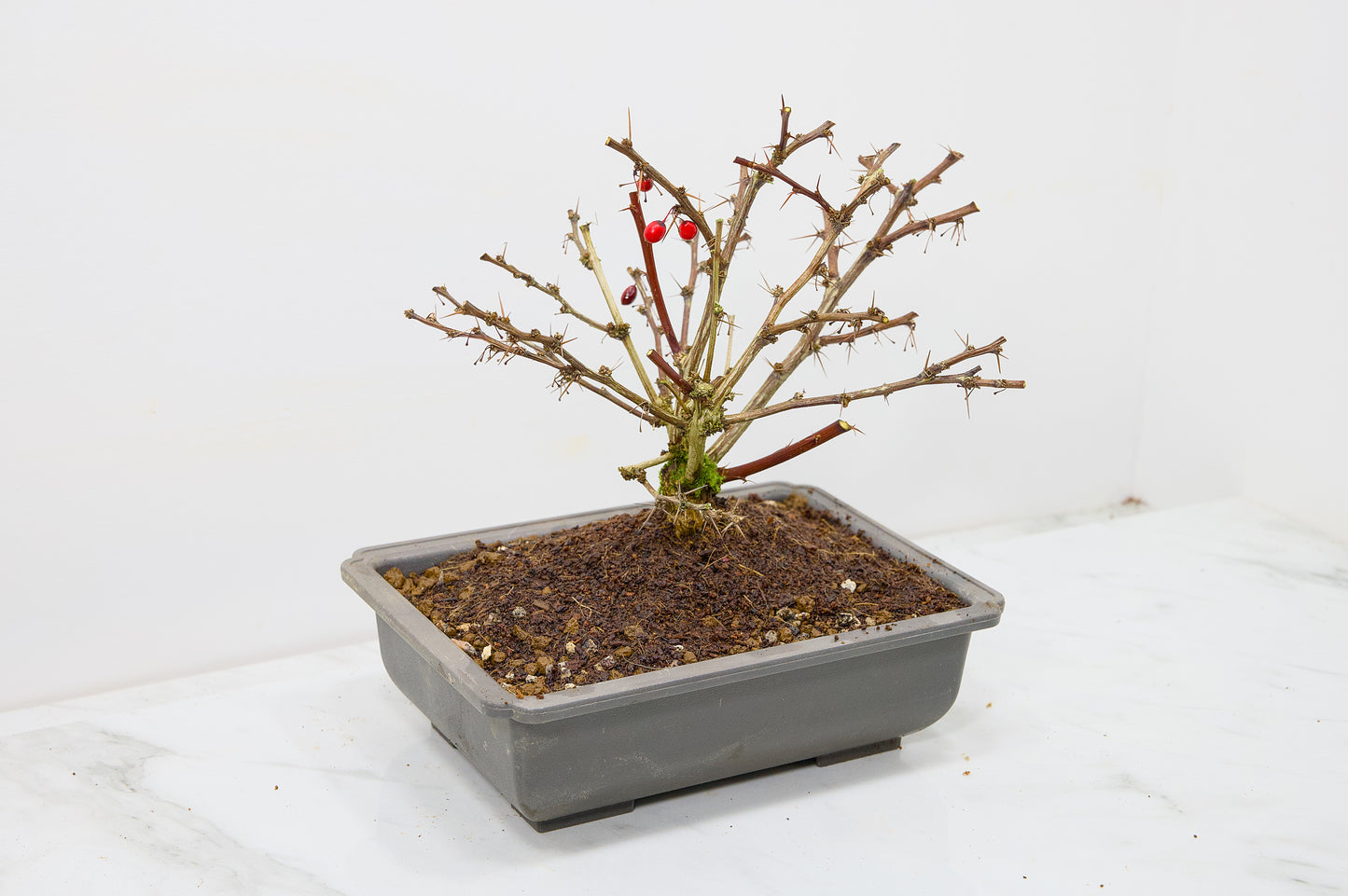 Berberis Starter Bonsai material