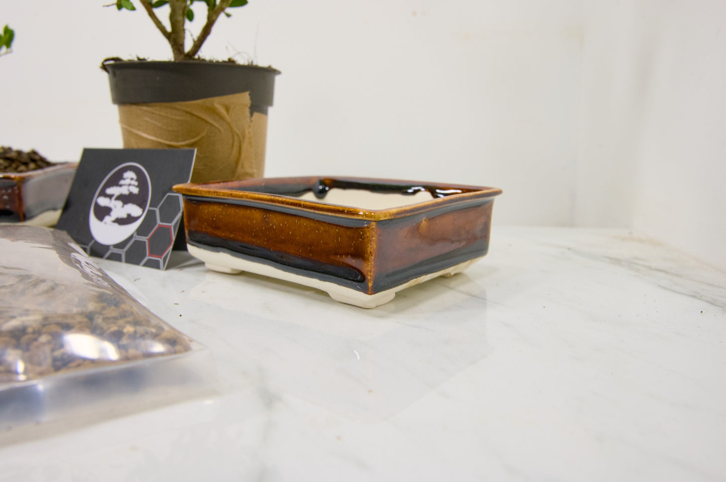 Japanese Holly- Starter Bonsai Signature Bundle