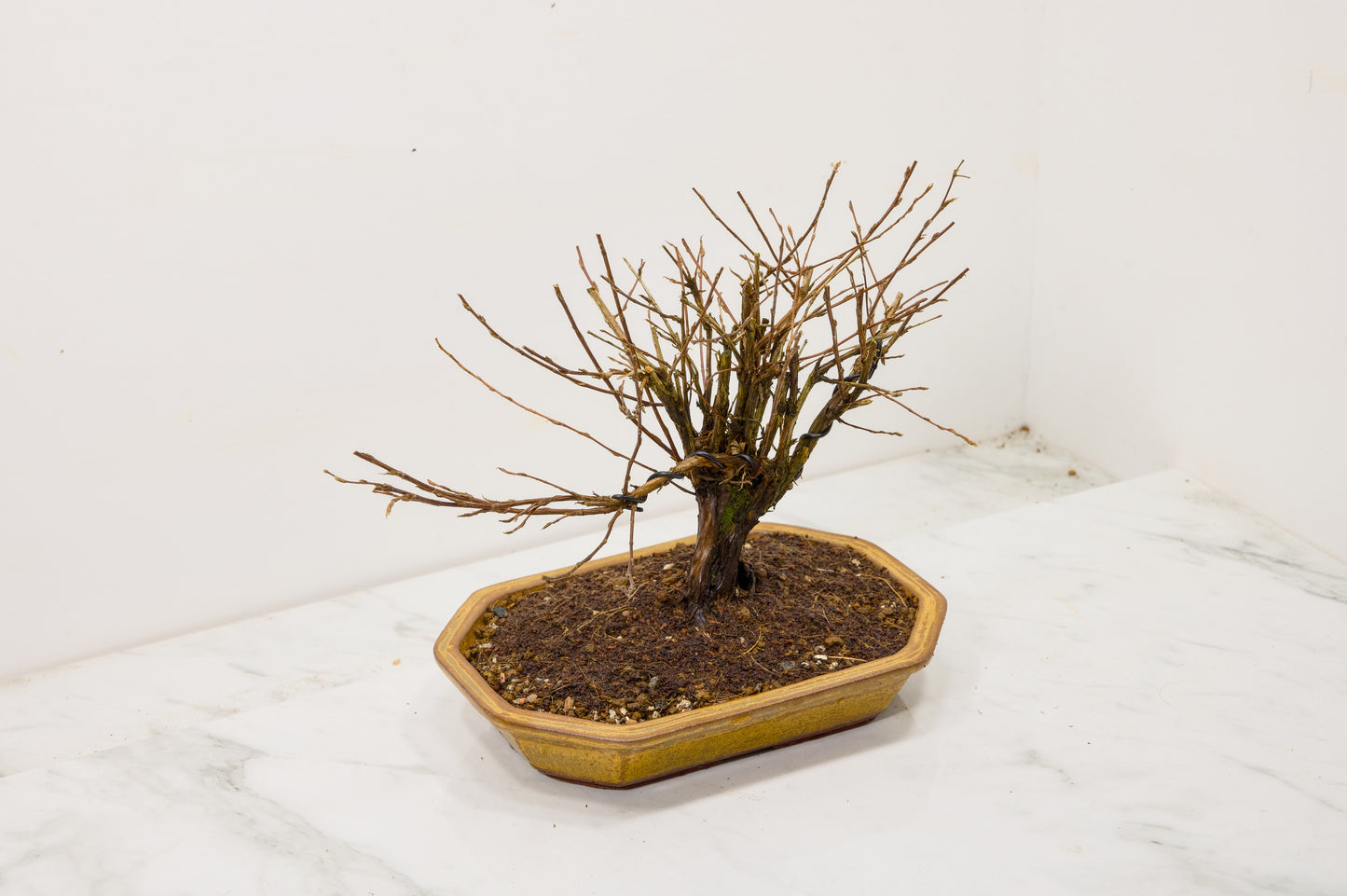 Potentilla Flowering Bonsai