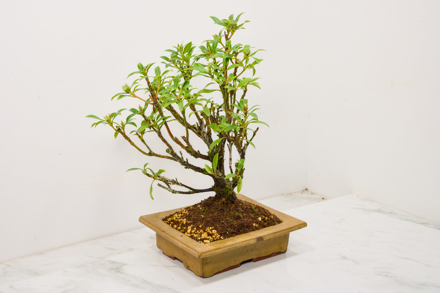 Kalmia Flowering Bonsai