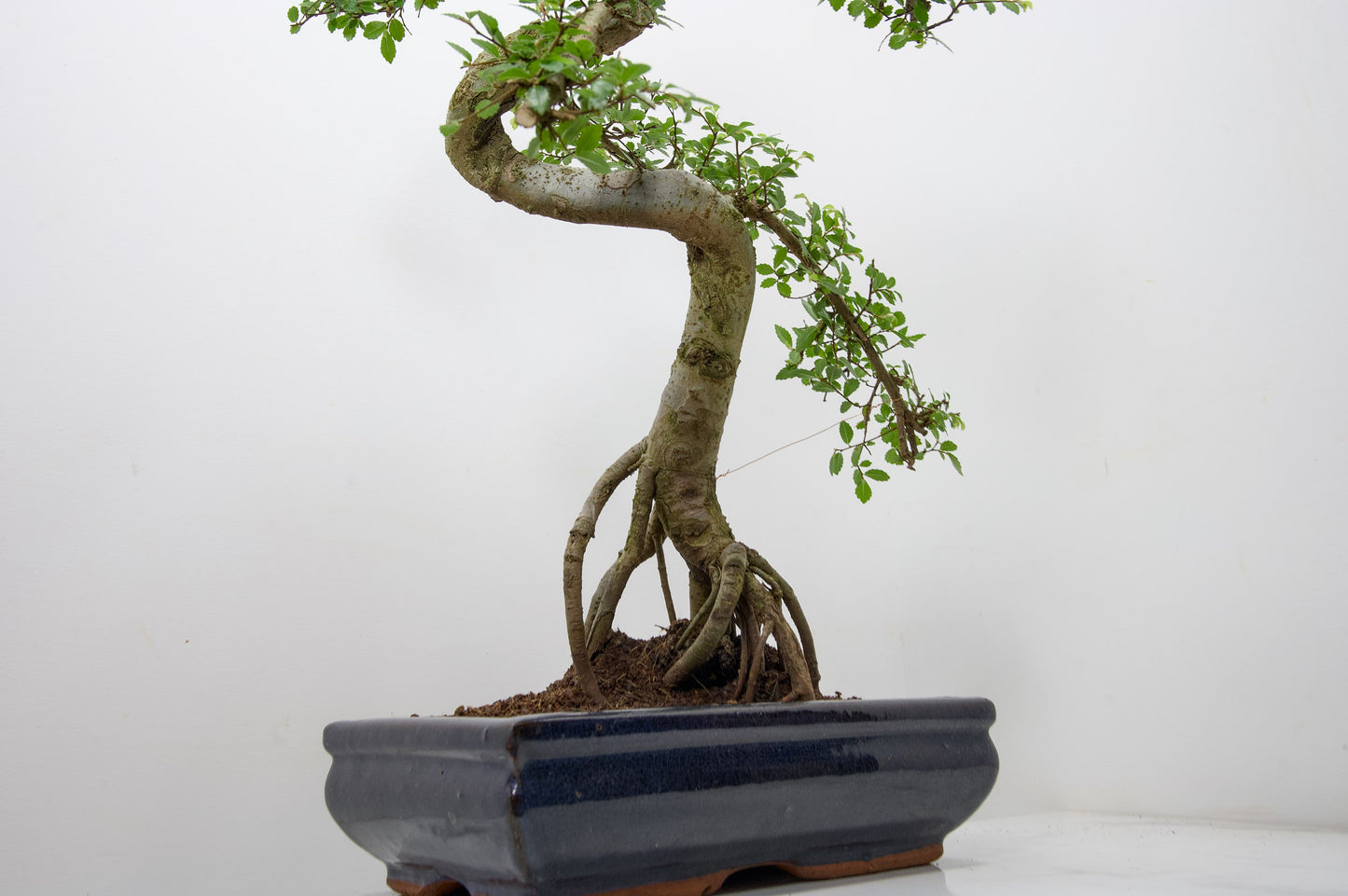 Chinese Elm Bonsai and Care Kit in 30cm Navy Blue Ceramic Pot