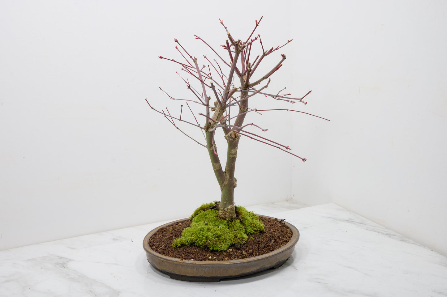 Deshojo Japanese Maple Bonsai+ Care Kit