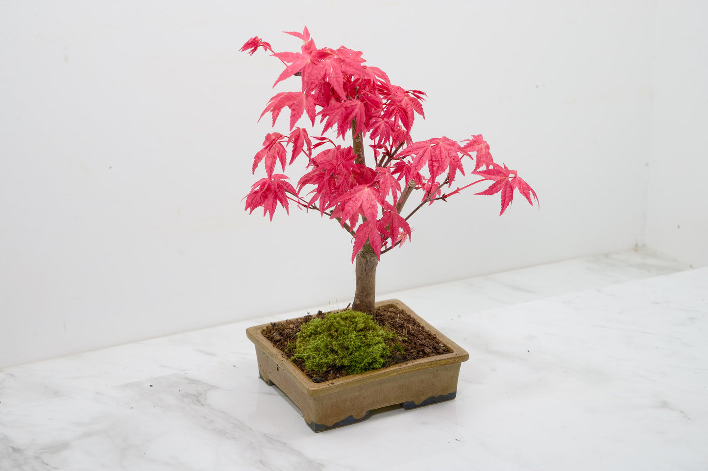 Deshojo Japanese Maple Bonsai + Care Kit
