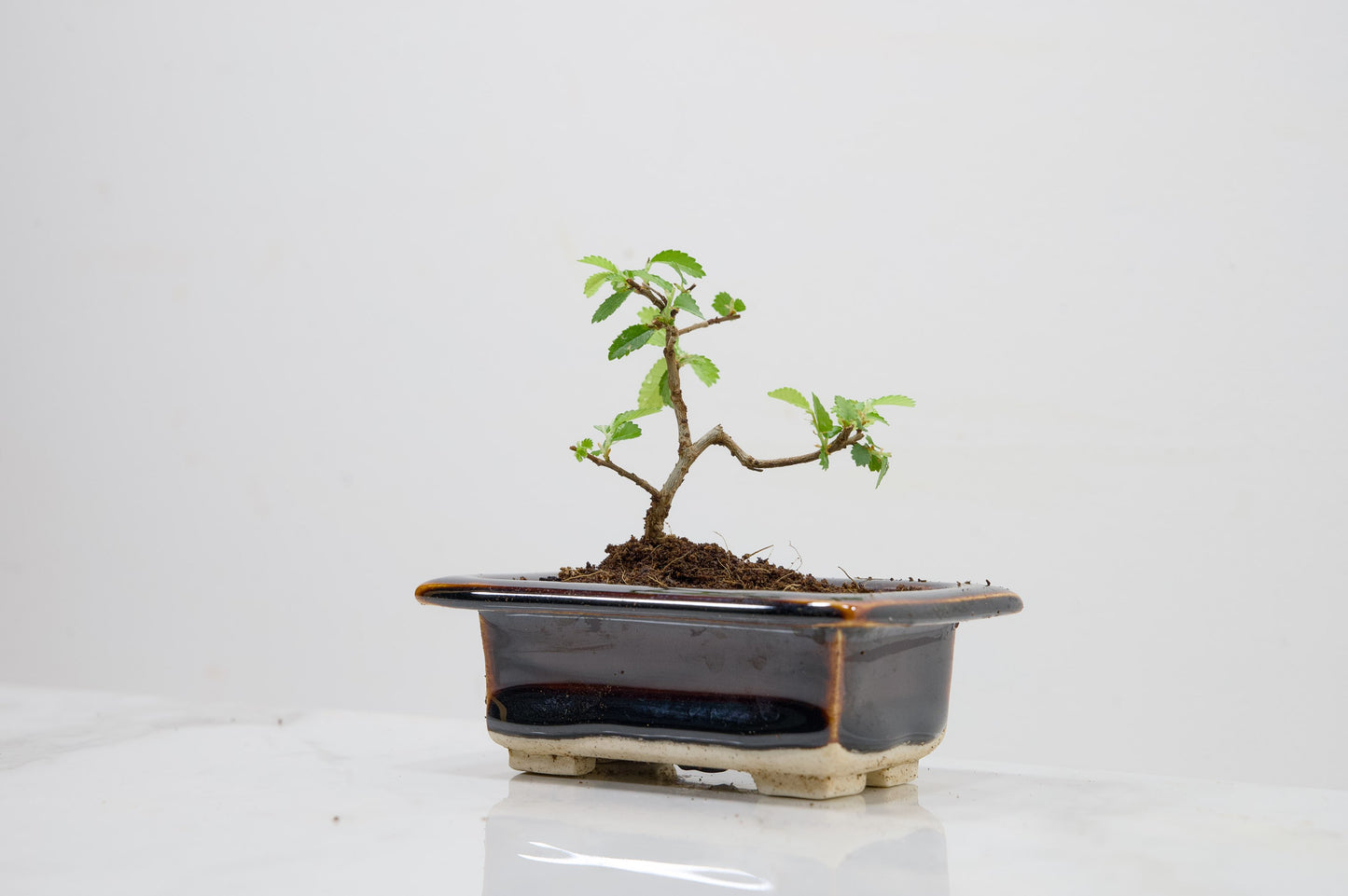 Chinese Elm 'MAME' Bonsai in 11 cm Dark Brown Ceramic Pot + Care Kit