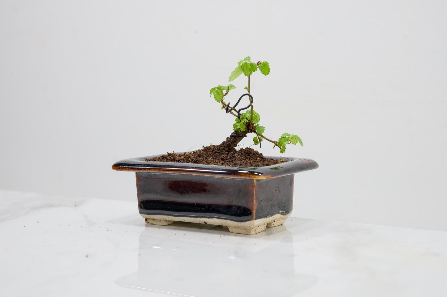 Chinese Elm 'MAME' Bonsai in 11 cm Dark Brown Ceramic Pot + Care Kit
