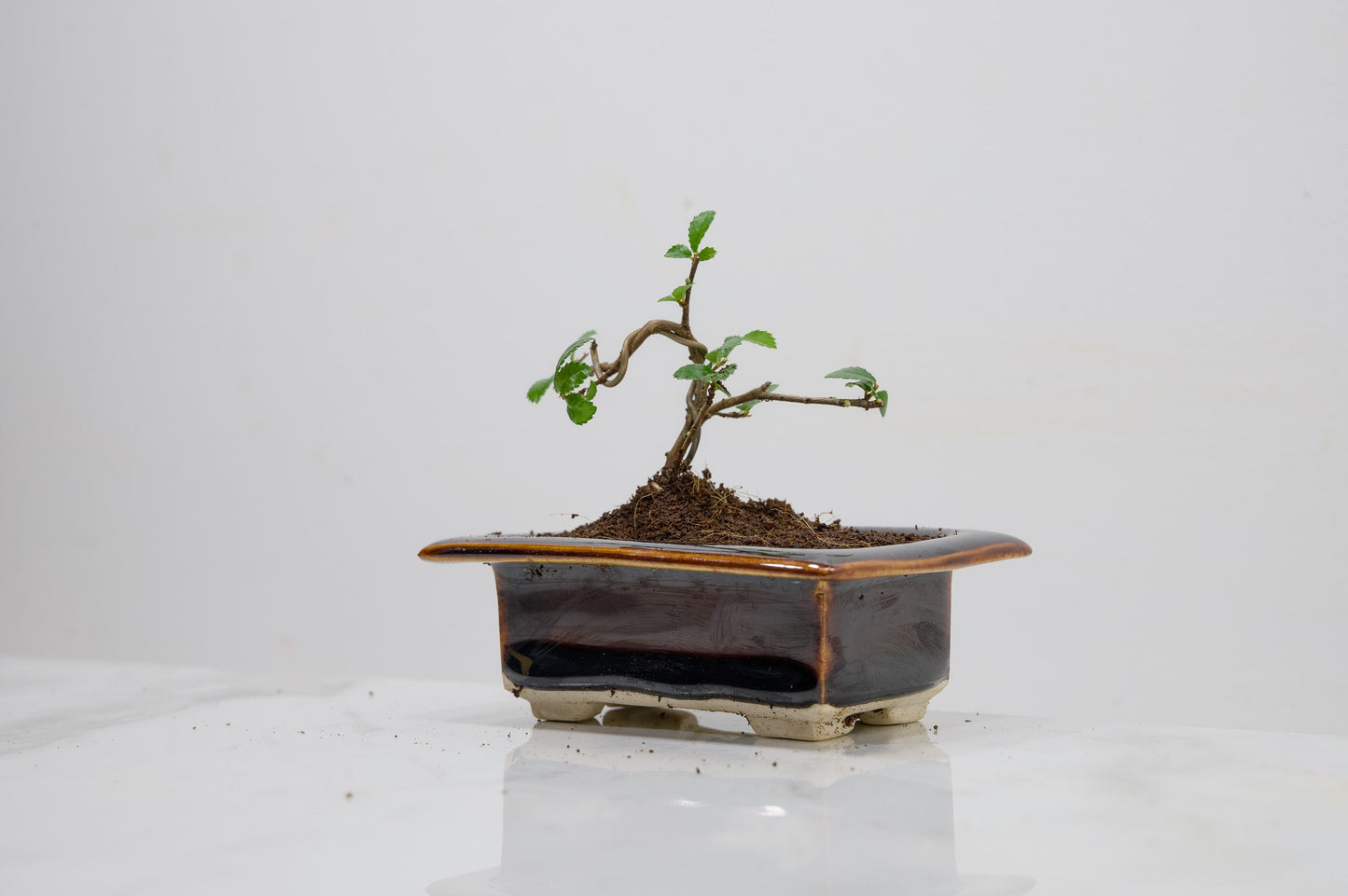 Chinese Elm 'MAME' Bonsai in 11 cm Dark Brown Ceramic Pot + Care Kit