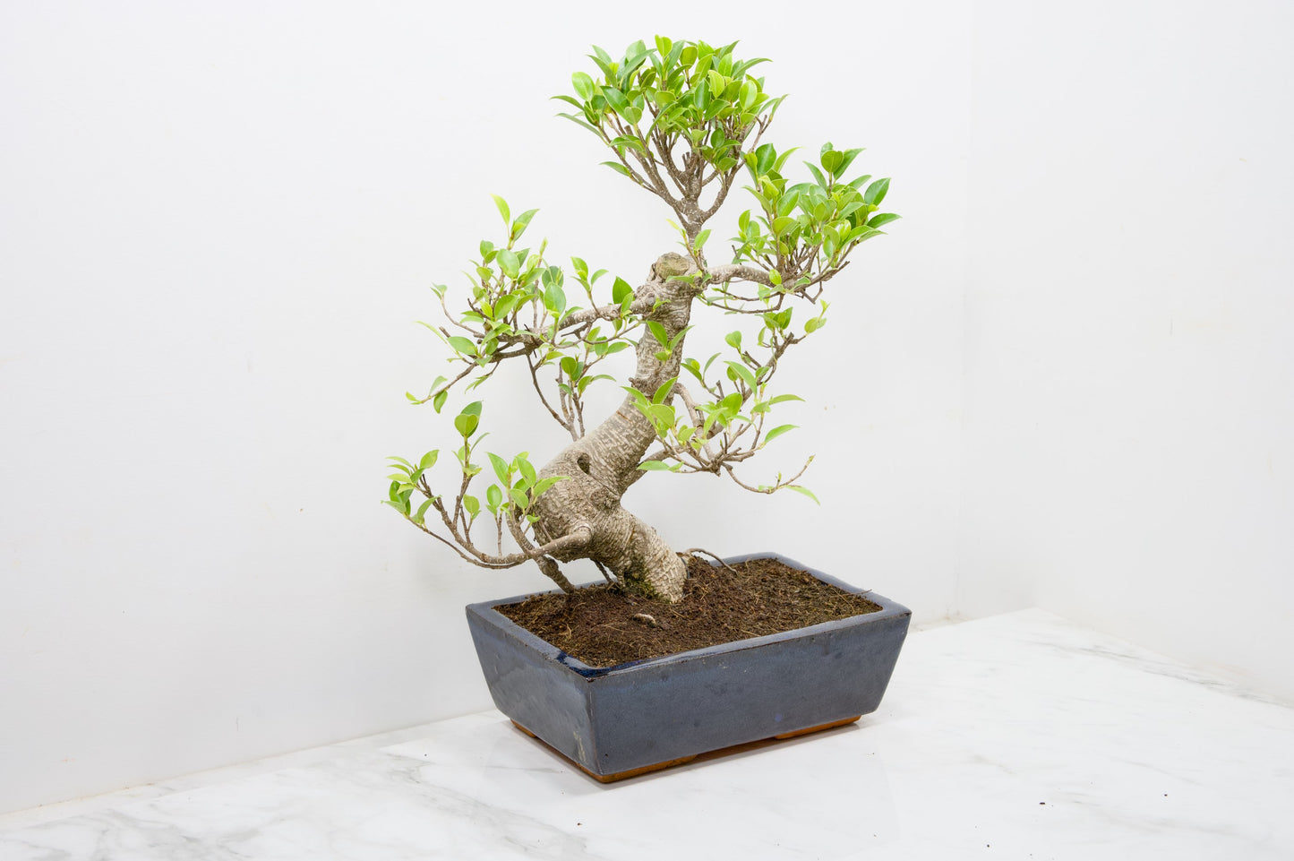Banyan Fig Bonsai - 25cm Blue Pot + Care Kit