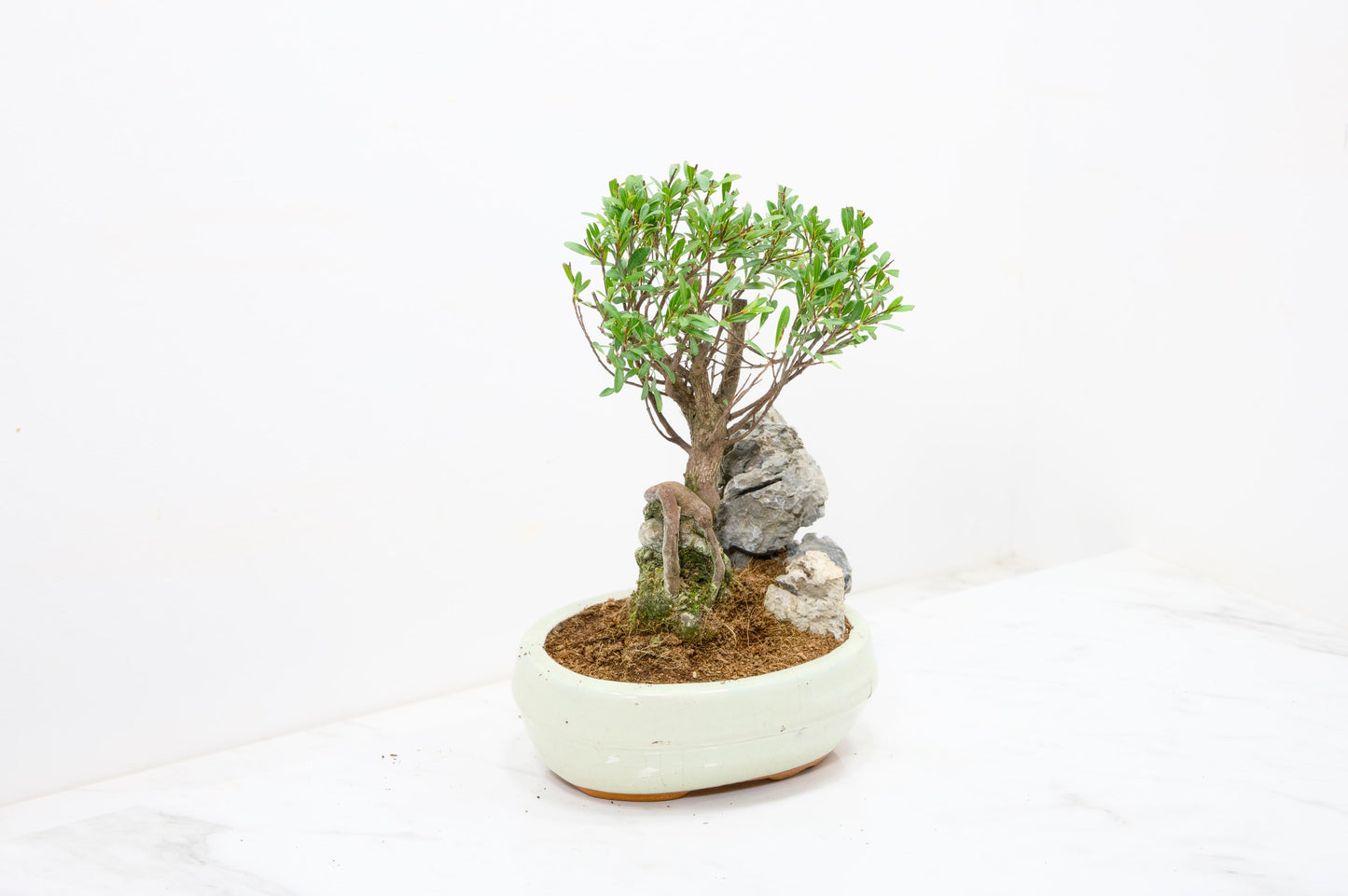Myrtle Bonsai Tree / Rock - 16cm Cream Ceramic Pot