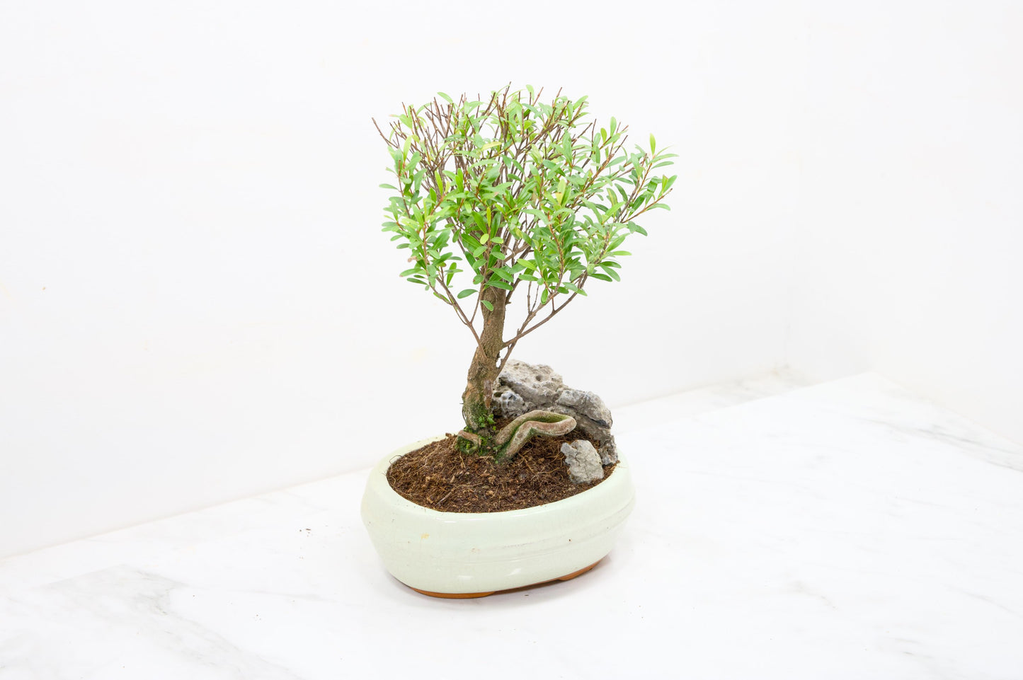 Myrtle Bonsai Tree / Rock - 16cm Cream Ceramic Pot