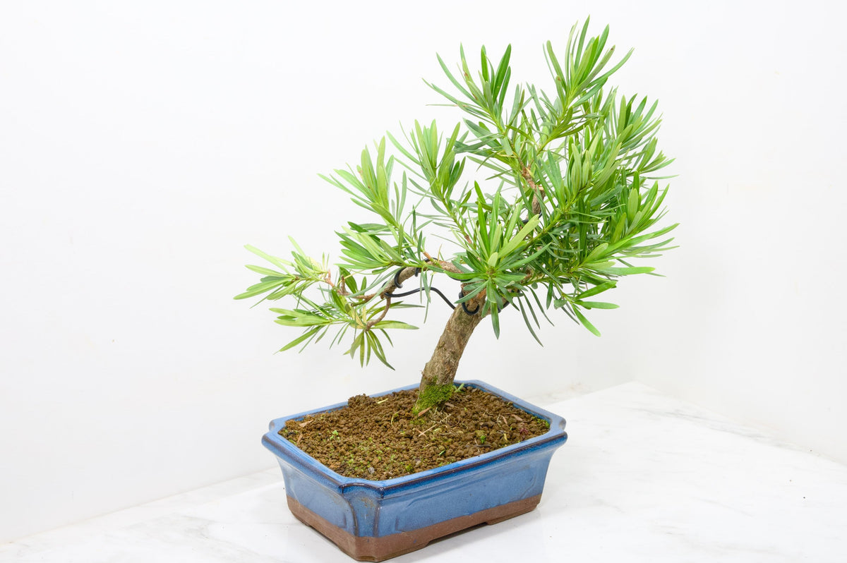 Buddhist Pine Bonsai S Trunk - 24cm Blue Ceramic Pot