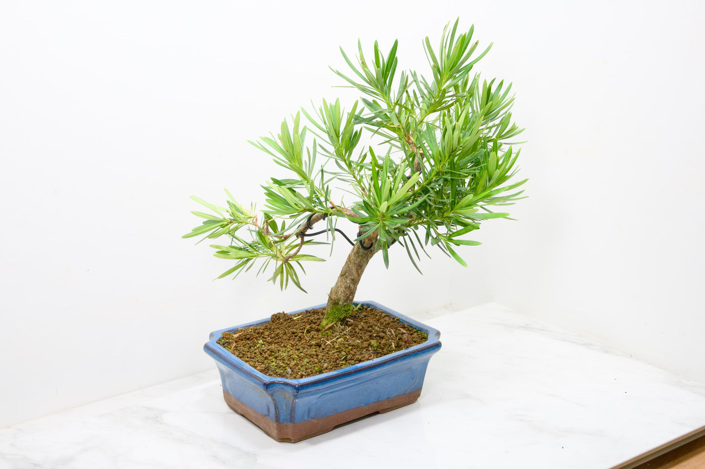 Buddhist Pine Bonsai S Trunk - 24cm Blue Ceramic Pot